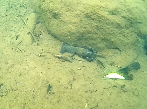 ROV（水中ドローン）